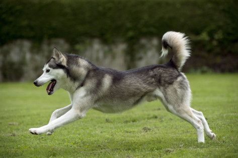 Pretty Husky Running Dogs Dog Doglovers Run Husky Husky
