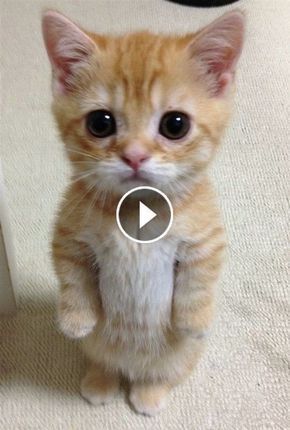 Funny Cat Videos to Make Your Day in 2022 | Cute baby animals, Cute kitten gif, Funny cat compilation Cute Kitten Gif, Kittens Cutest, Cats And Kittens, Cute Cats, Kittens Meowing, Tiny Kitten, Funny Cats And Dogs, Pet Dogs, Dog Cat
