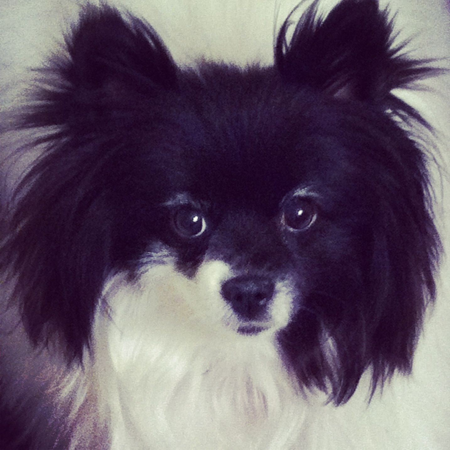 My Beautiful Pomeranian Maltese Mix Dog Lulu Love Her Dogs