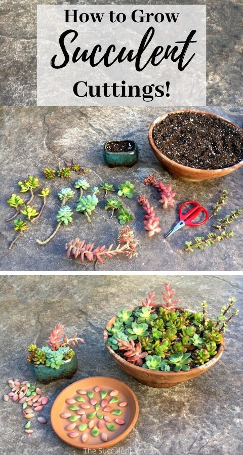 When early spring arrives - it's time to take cuttings and grow them to build your collection! Learn exactly how to take succulent cuttings and grow them into lush plants! #succulents #succulentcare #springcaresucculents #succulentpropagation Replanting Succulents, Growing Succulents, Cacti And Succulents, Growing Plants, Planting Flowers, Succulent Gardening, Succulent Care, Succulent Terrarium, Garden Plants