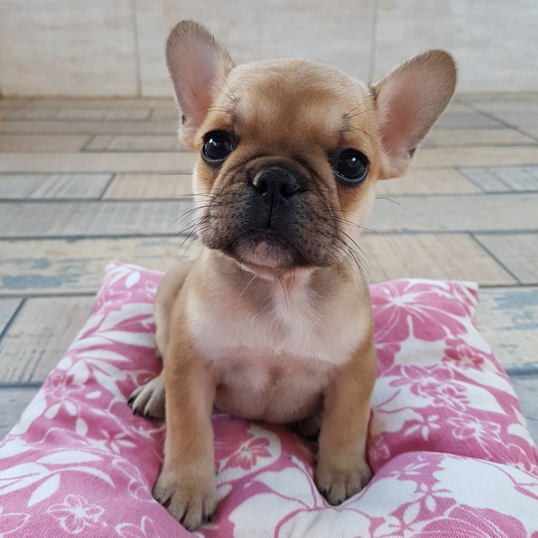 Lolli, 10 week old French Bulldog Puppy French bulldog