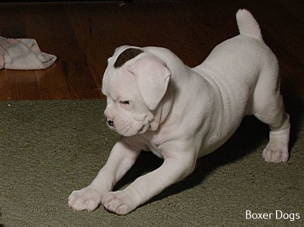 All About Boxer Dog Names Boxer Puppies White Boxer Dogs Boxer