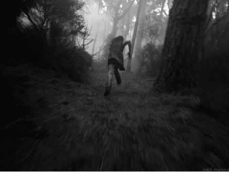 into the woods into the woods