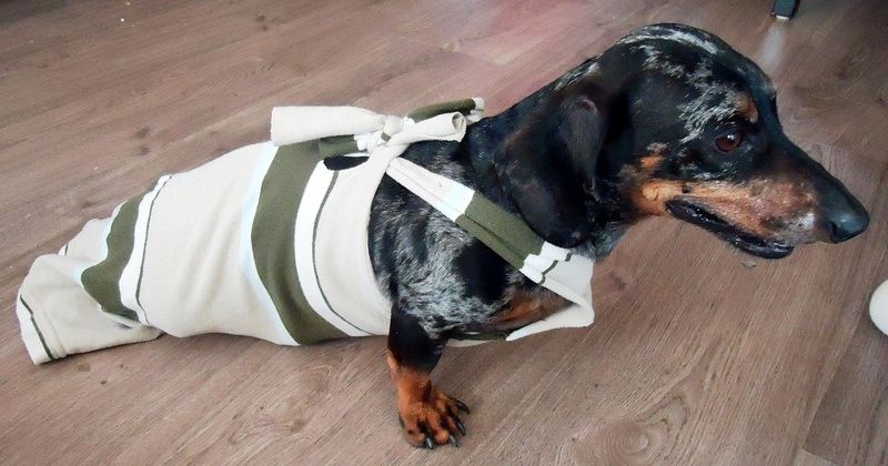 Diy Paralyzed Dog Drag Bag Petdiys Com Paralyzed Dog Weiner
