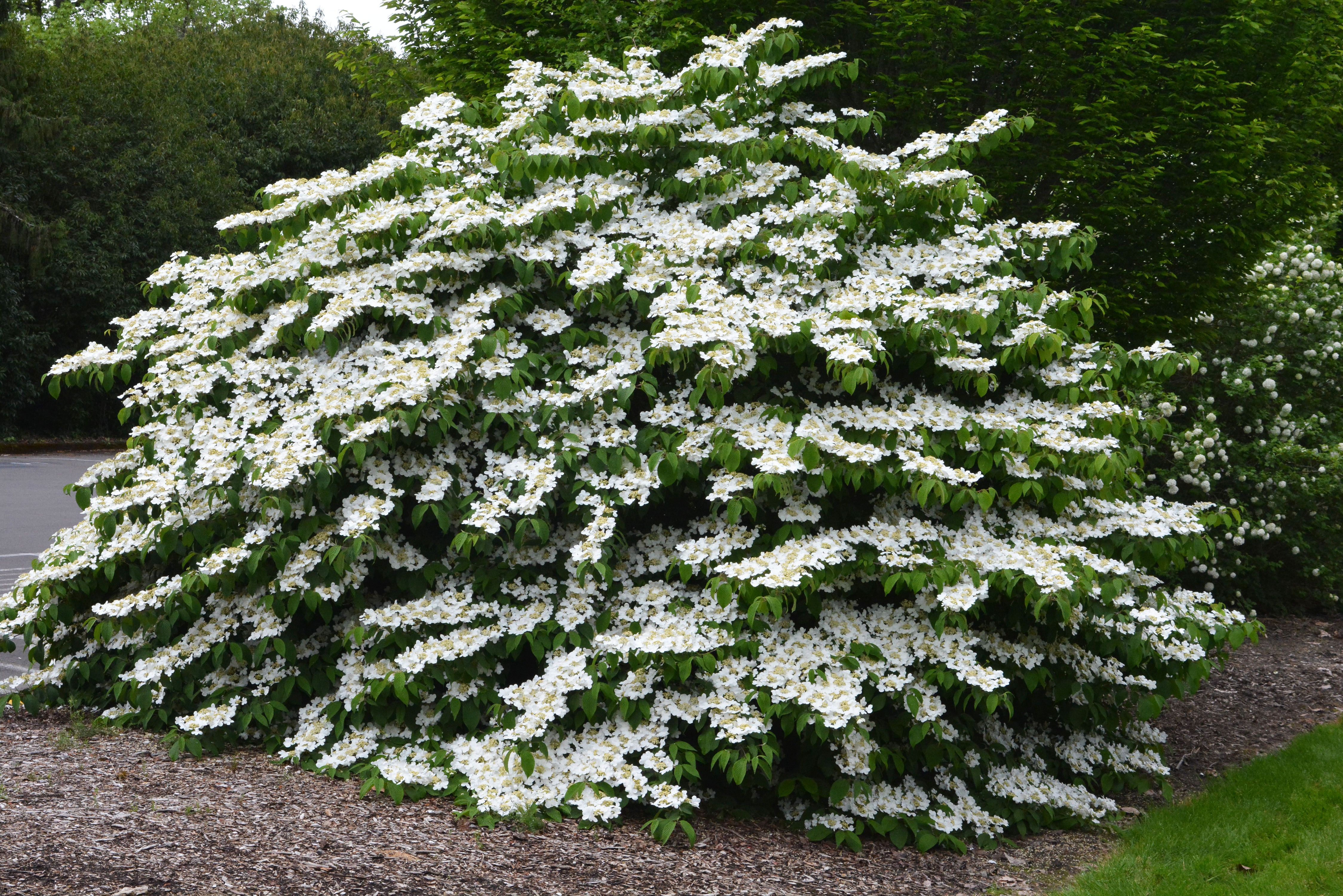 Mariesii Doublefile Viburnum