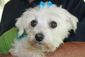 Adopt Lollipop Adopted On Rescue Puppies Pet O Maltese Dogs