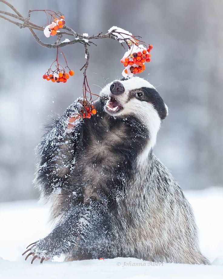 tue sweetest badger of the world isn t it nature perfection instanatur badger hubsche tiere ausgestopftes tier natur tiere