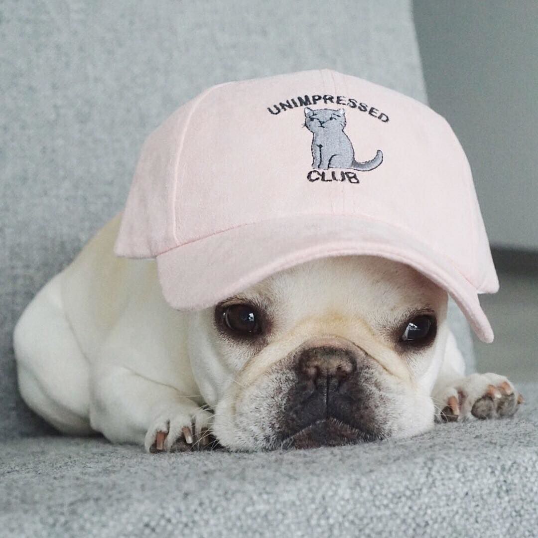Unimpressed Club Piggyandpolly Shop Link In Bio Cute