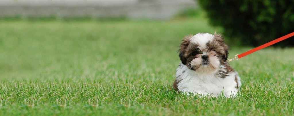 Pin On Shih Tzu