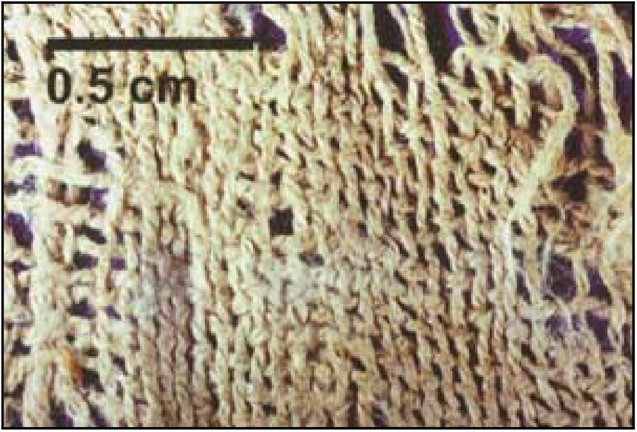 Common Era (CE) and Before Common Era (BCE)
