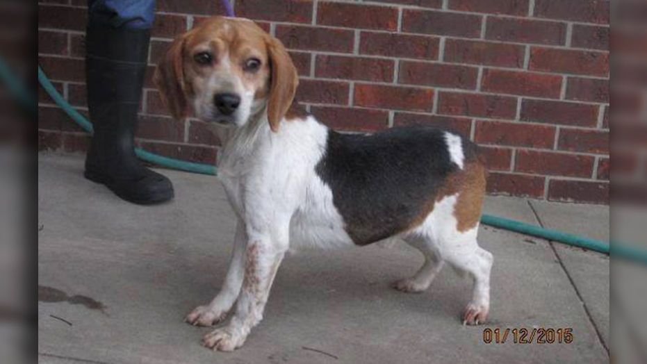 Newest Royal Dog Is Rescue Beagle From Kentucky Report Says