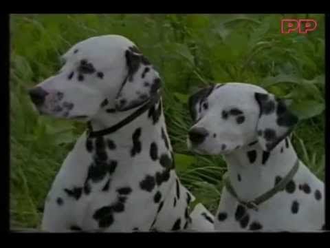 Advert Pedigree Chum 1992