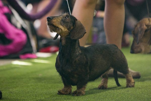 Wirehaired Dachshund In 2020 Wire Haired Dachshund Dachshund Breed