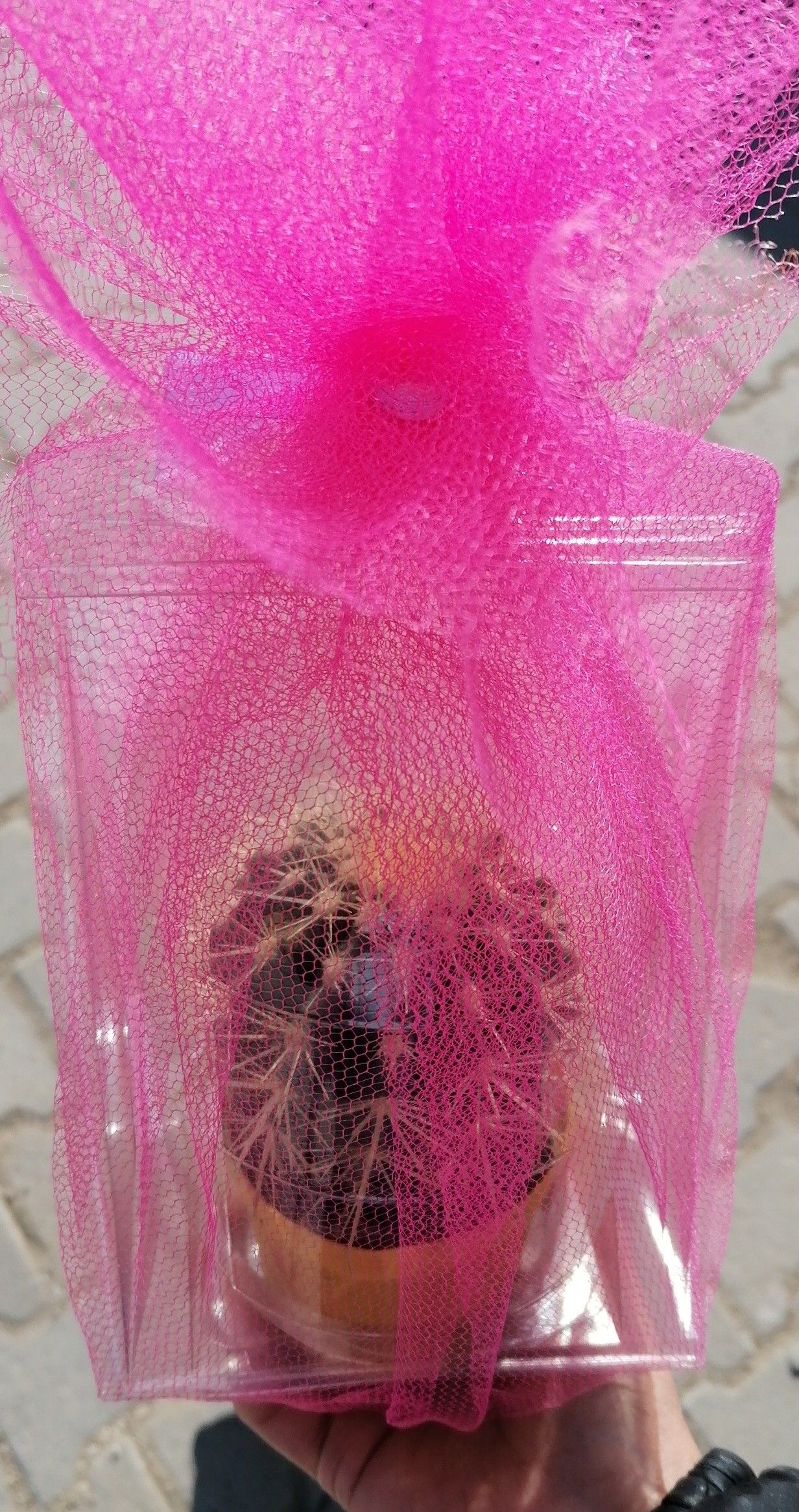 Hediyem In 2021 Fruit Food Grapefruit