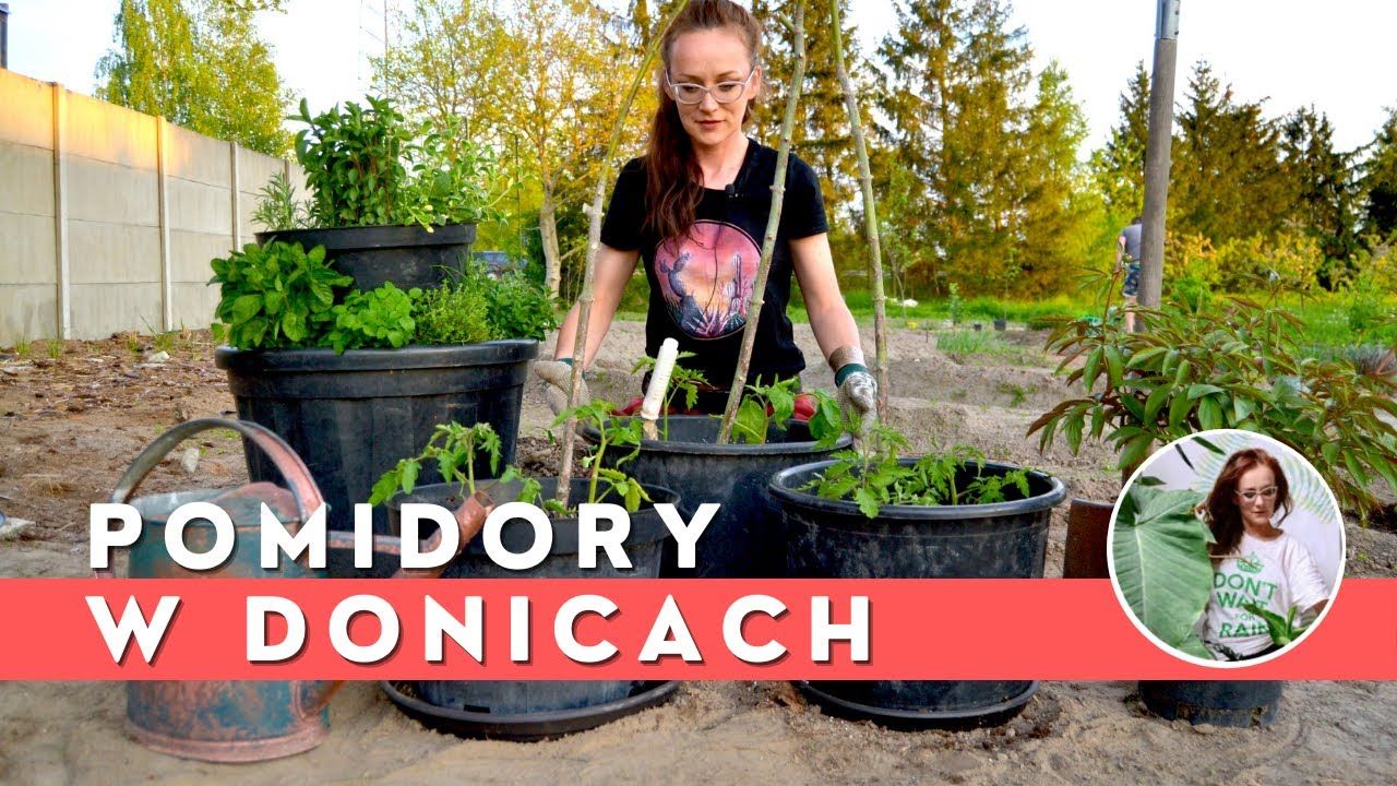 Uprawa Pomidorów w Donicach na balkonie, tarasie. Jak sadzić POMIDORY w donicach - YouTube Garden, Youtube, Plants, Compost, Balcony, Garten, Lawn And Garden, Gardens, Plant
