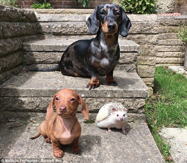 Meet Dachshunds Maya And Peanut And Minnie The Hedgehog Cute