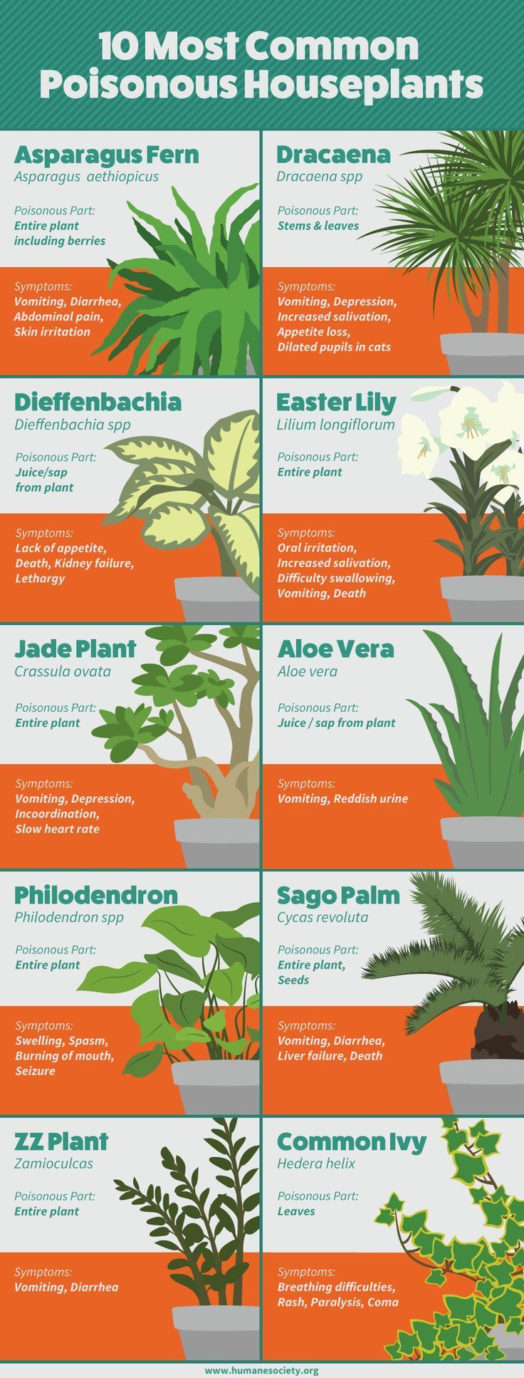 How To Grow Houseplants That Won T Hurt Your Cat Or Dog Plants