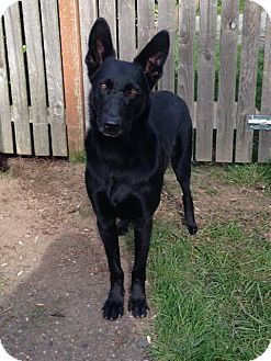Federal Way Wa German Shepherd Dog Mix Meet Dylan A Dog For