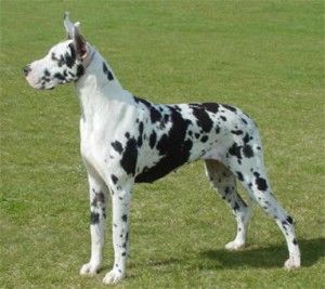Pin By Kat On Dogs Dane Puppies Great Dane Puppy Great Dane Dogs