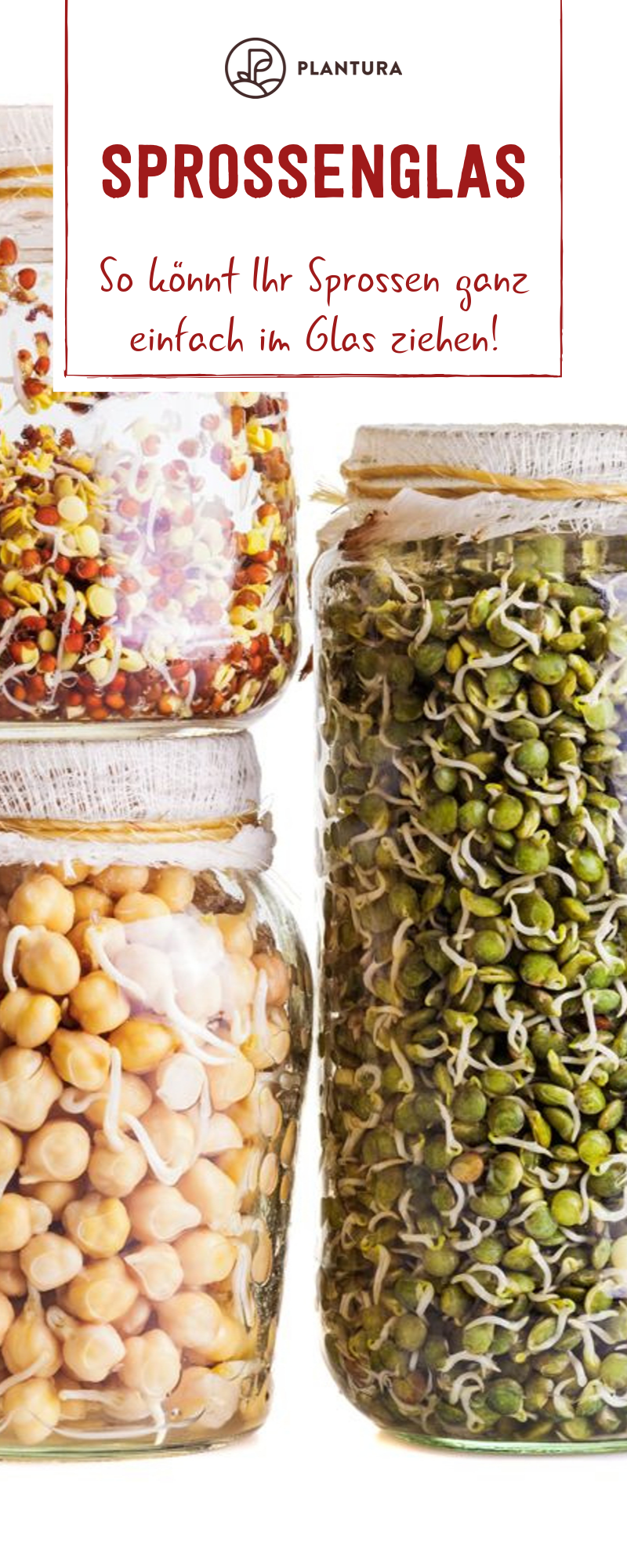 Sprossenglas: So gelingt der Anbau zu Hause kinderleicht - Plantura #nutritionhealthyeating