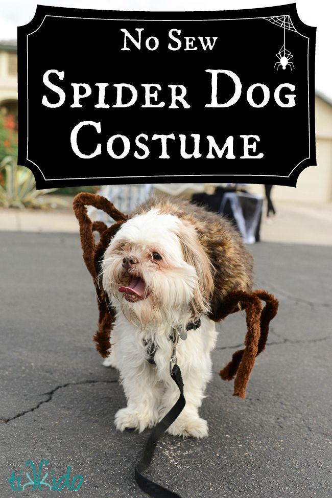 Spider Dog Halloween Costume Tutorial Spider Dog Dog Spider