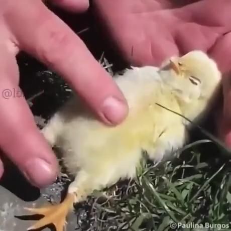 Sleepy birdy Sleepy birdy
