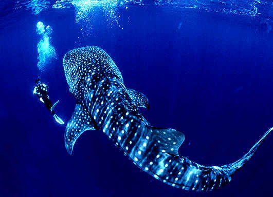 whale shark dive at