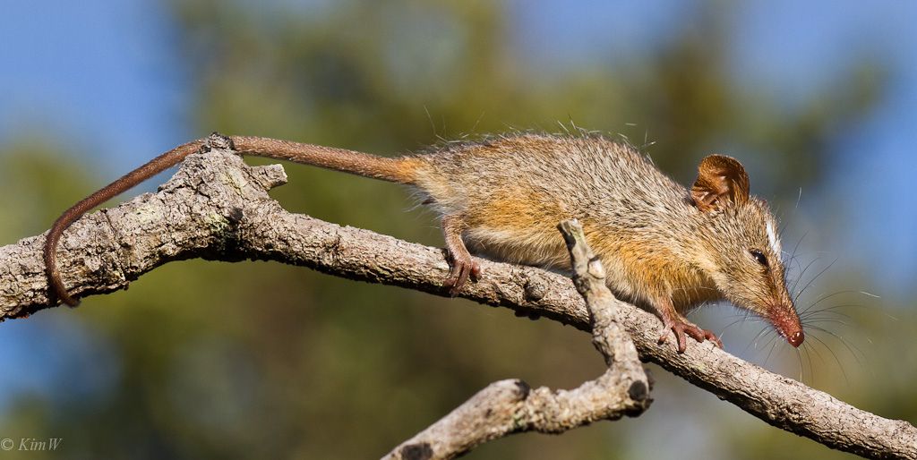 Possum Beutelsäuger 6 cm Animals of Australia Science and Nature 75362 Possum Beutelsäuger 6 cm Animals of Australia Science and Nature 75362