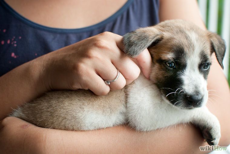 How To Train A Puppy Not To Bite 7 Steps Wikihow Pups