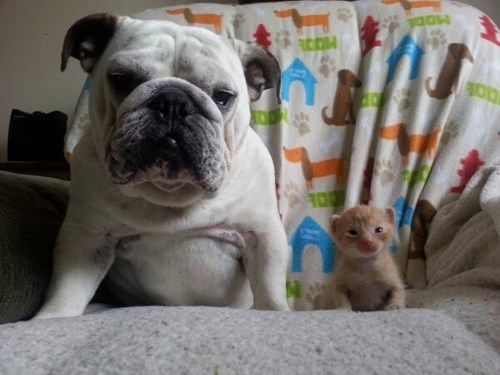 Hurry Up And Take It Foster Kittens Kitten Rescue Kitten Photos