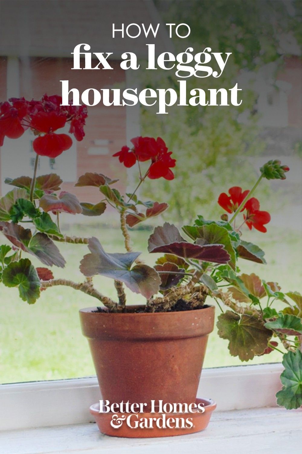 Easy to grow houseplants