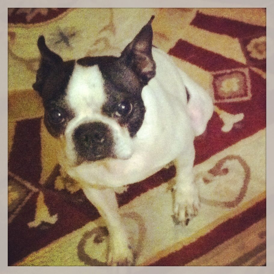 Come On Give Me The Treat Fifi Terrier Boston Terrier Dogs