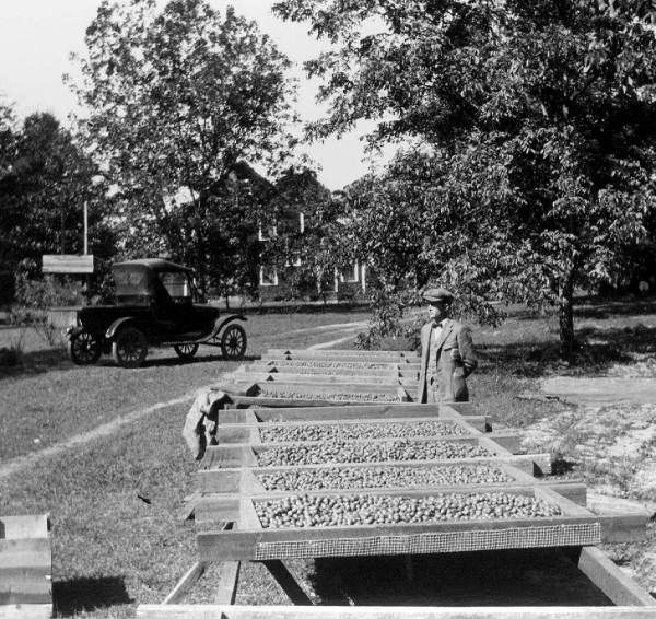Drying Racks Laden With Pecans At The Monticello Florida Nursery Drying Racks Laden With Pecans At The Monticello Florida Nursery Company 1923