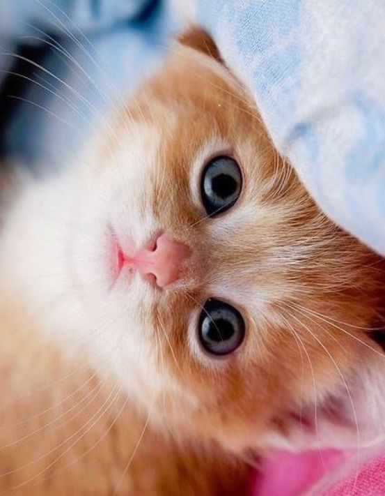 Kittens And Puppies, Cute Cats And Kittens, Baby Cats, Kittens Cutest, Baby Kitty, Kitty Kitty, Ragdoll Kittens, Sleepy Kitty, Bengal Cats
