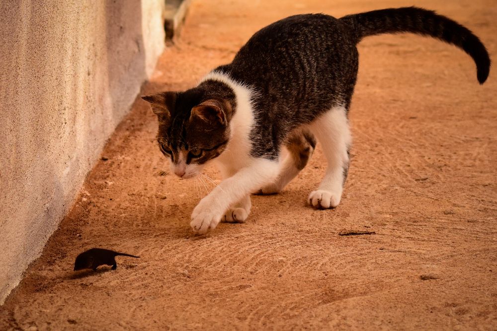 Want To Know Why Cats Love To Catch Mice Cat Love Cats Wild Cats Want To Know Why Cats Love To Catch Mice Cat Love Cats Wild Cats