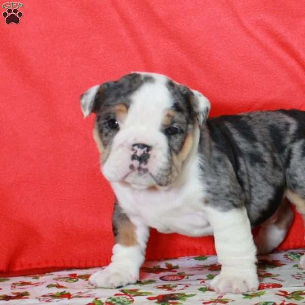 Hank English Bulldog Puppy For Sale In Pennsylvania Animals