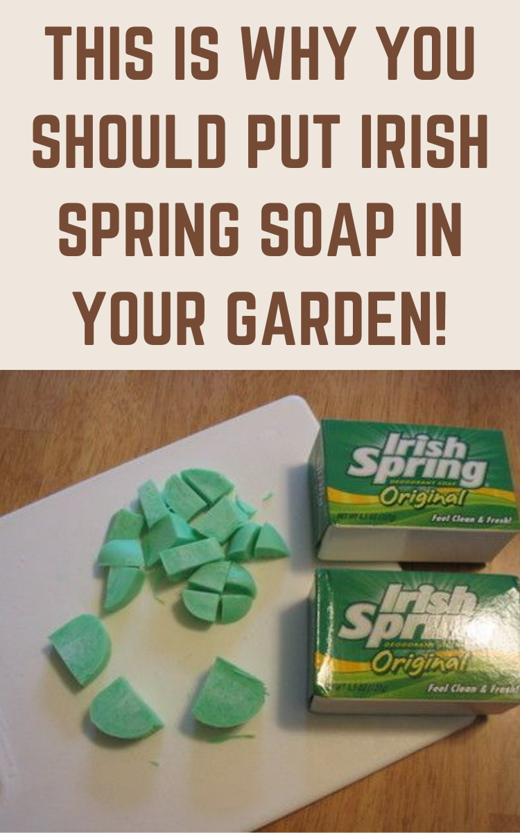 This Is Why You Should Put Irish Spring Soap In Your