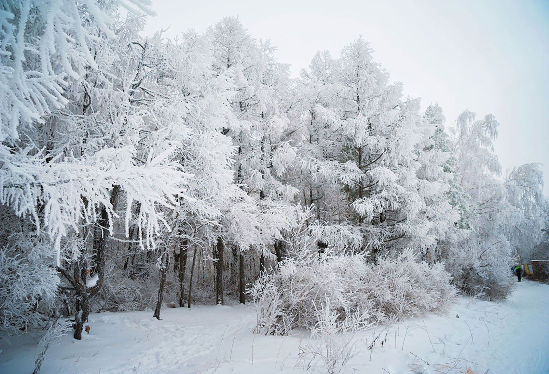 Winter Scenery Snow Forest Photography Backdrop UK HJ03515 - 5'W*3'H(1.5*1m)
