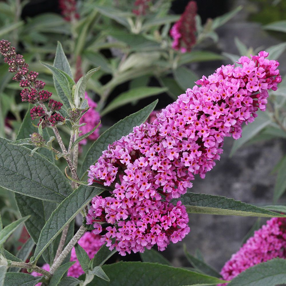 Buddleia davidii Buzz™ 'Soft Pink' Perennials, Shade