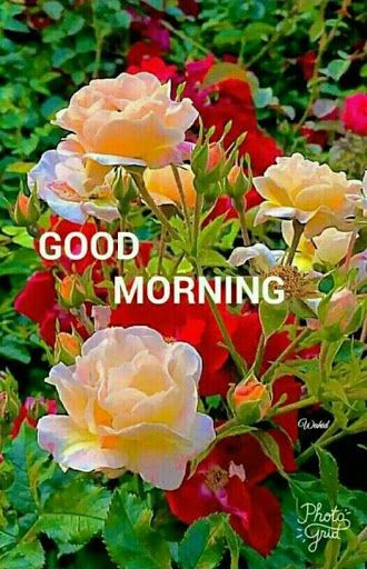 Download Good Morning Flowers Images Gif on PC & Mac with AppKiwi APK Downloader Very Good Morning Images, Good Morning Flowers Pictures, Good Morning Nature, Good Night Flowers, Good Morning Beautiful Flowers, Beautiful Morning Messages, Good Morning Roses, Good Morning Cards, Beautiful Flowers Pictures