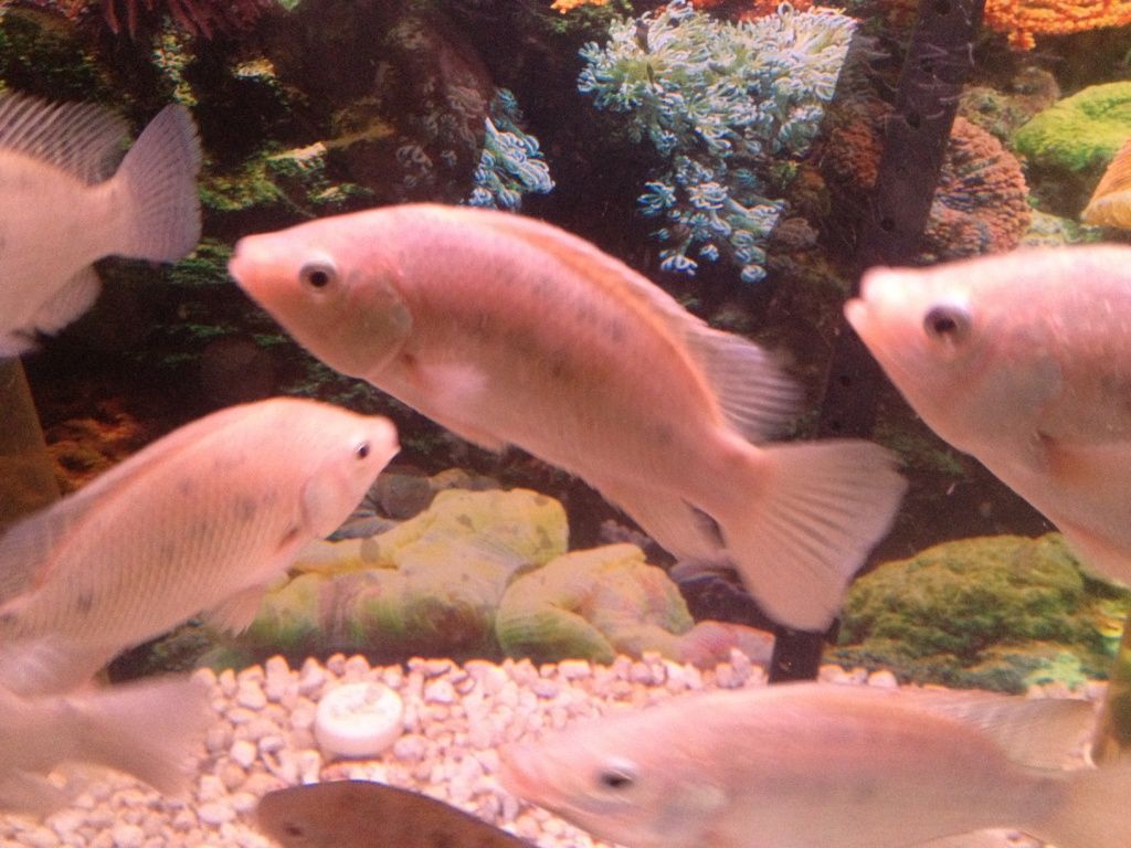 White Nile Tilapia At Grow Dinner Aquaponics White Nile Tilapia At Grow Dinner Aquaponics