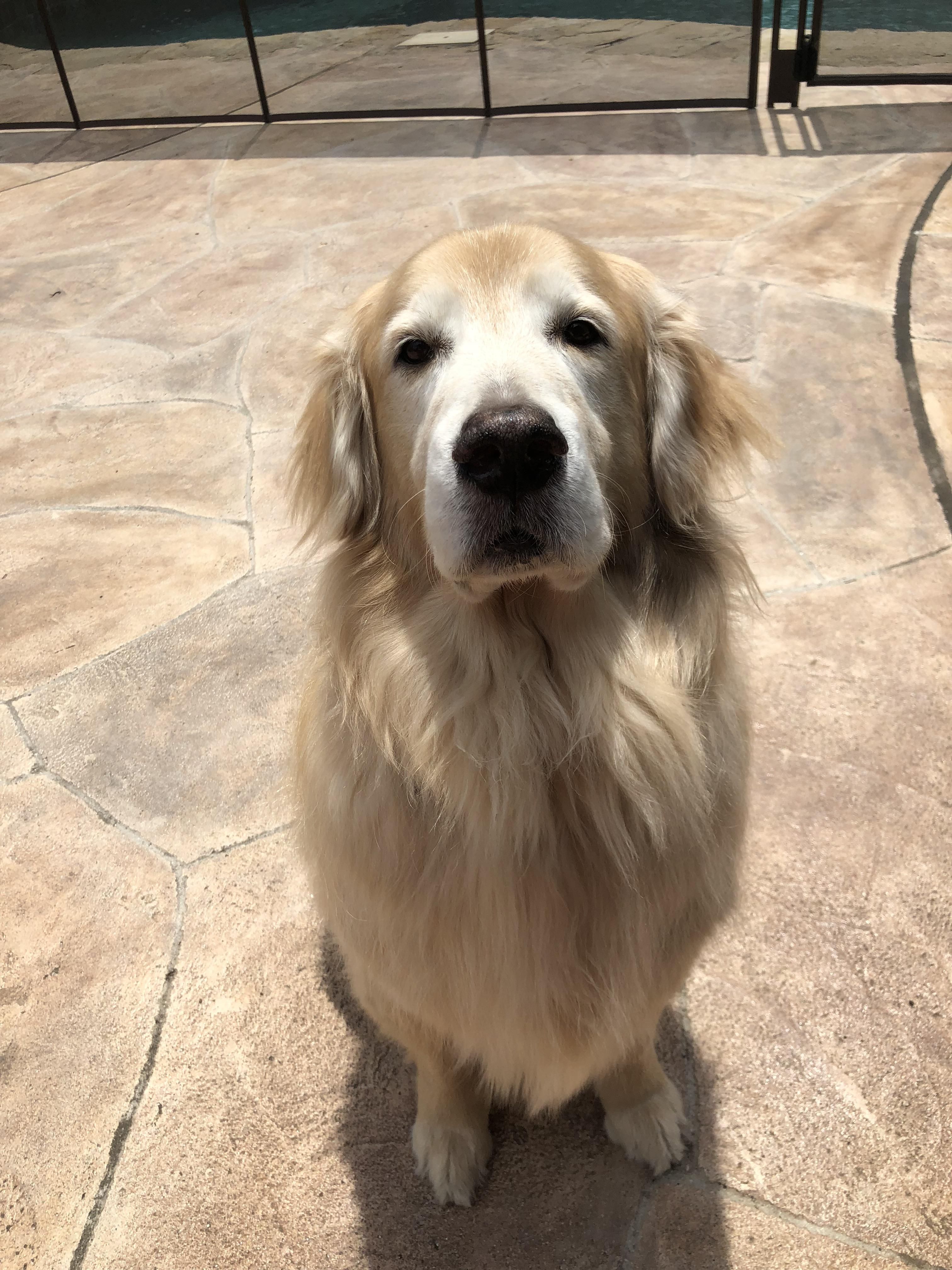 This Is The Face I Get When He Wants To Swim And I Tell Him Maybe