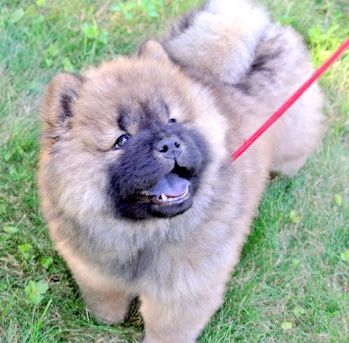 An Update On Martha S Chow Chow Puppy The Martha Stewart Blog