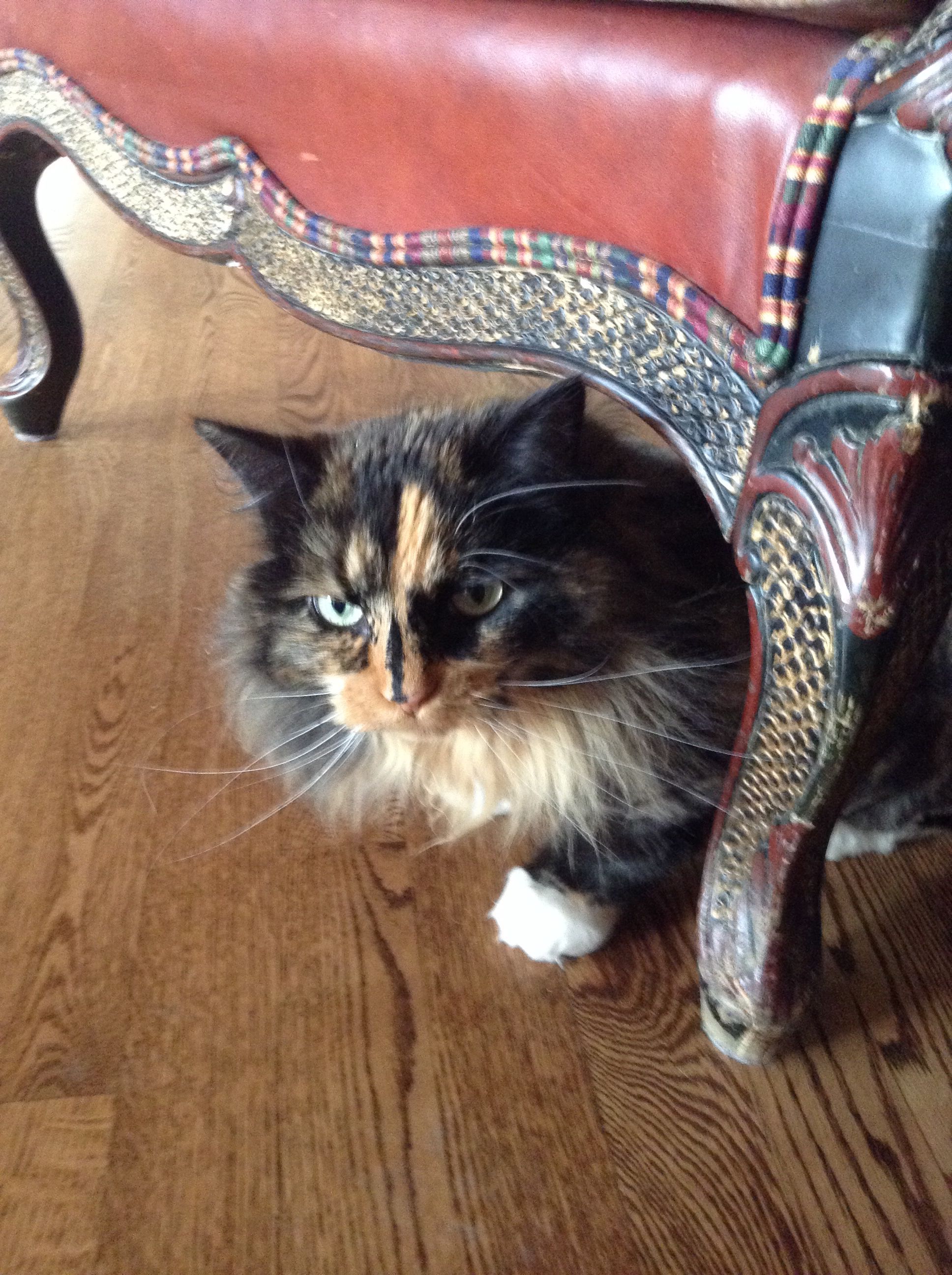 I m Trying To Hunt Some Mice My Love Cats Animals i-m-trying-to-hunt-some-mice-my-love-cats-animals