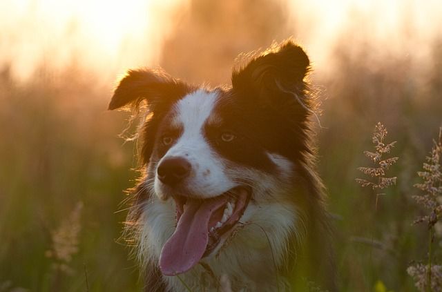 Naming Your Border Collie Find The Perfect Name For Your New Best