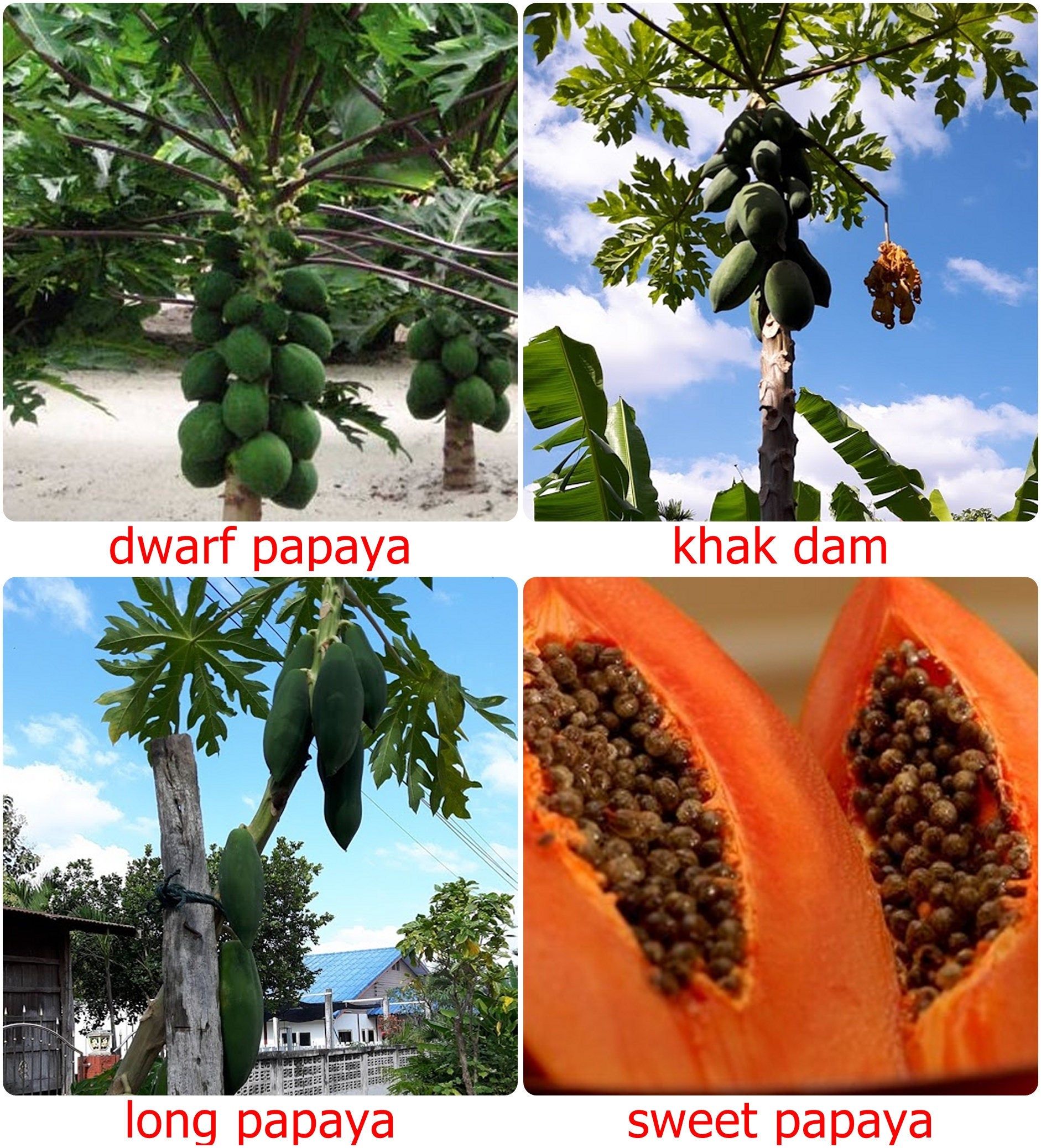 30 Fresh Thai Dwarf Papaya Fruit Seeds Paw Paw Miniature Free Ship Dwarf Fruit Trees Fruit Seeds Paw Paw Seeds