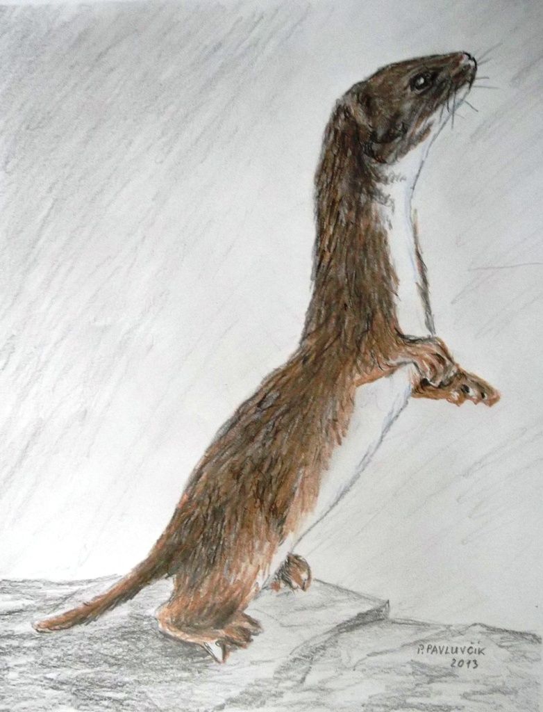 Galerie umění PP Galerie umění PP British wildlife, Drawings, Animals Galerie umění PP Galerie umění PP British wildlife, Drawings, Animals