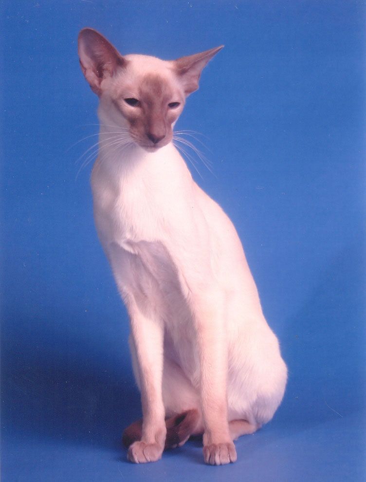 49 HQ Pictures Fever Coat In Siamese Cats / Top 10 cat breeds that live the longest