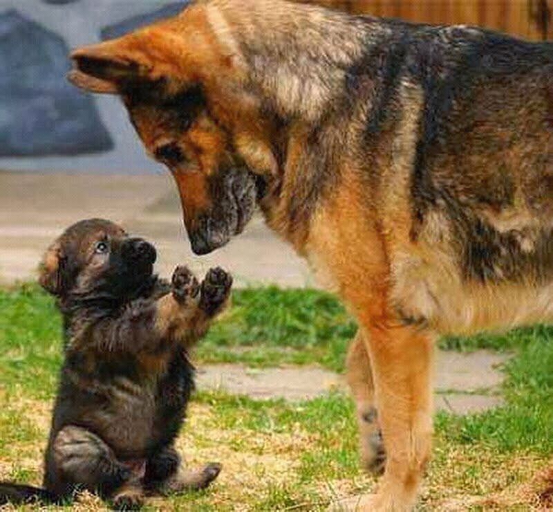 Image Jpg 15141 800 740 Perros Cachorros Perros Pastores Perros