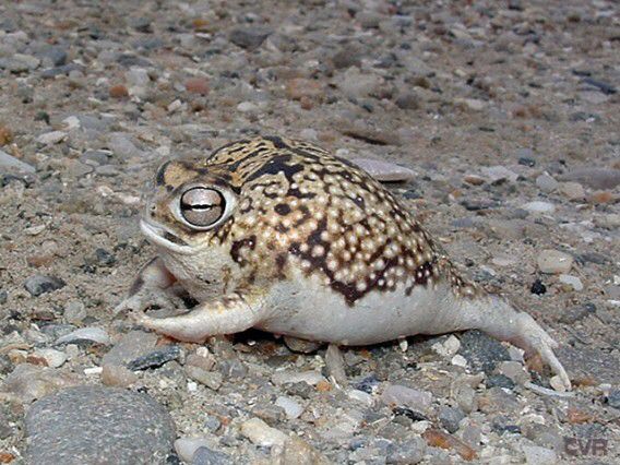 ボード Frog のピン ボード Frog のピン